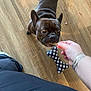 dog, french_bulldog, pet, treat, hand, wooden_floor, toy, bone_shaped_toy, black_and_white, bracelets, paw, fur, canine, indoor, animal, cute, looking_up, brown_fur, short_hair, domestic_animal