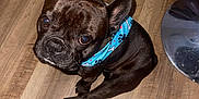 Kodak joined the competition — help win amazing prizes! dog, french_bulldog, pet, bandana, blue_bandana, floor, wooden_floor, indoor, looking_up, cute, animal, canine, sitting, paw_prints, black_dog, companion, domestic_animal, small_dog, alert, adorable