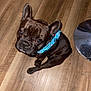 dog, french_bulldog, pet, bandana, blue_bandana, floor, wooden_floor, indoor, looking_up, cute, animal, canine, sitting, paw_prints, black_dog, companion, domestic_animal, small_dog, alert, adorable