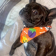 Kodak joined the competition — help win amazing prizes! animal, bandana, black_dog, blanket, bones, canine, close_up, cute, dog, ears, french_bulldog, fur, halloween, indoor, laying_down, pet, portrait, pumpkin, resting, spooky