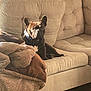 dog, french_bulldog, couch, blanket, indoor, pet, brown, fur, ears, relaxed, comfort, living_room, wooden_floor, sunlight, home, animal, resting, cozy, furniture, canine