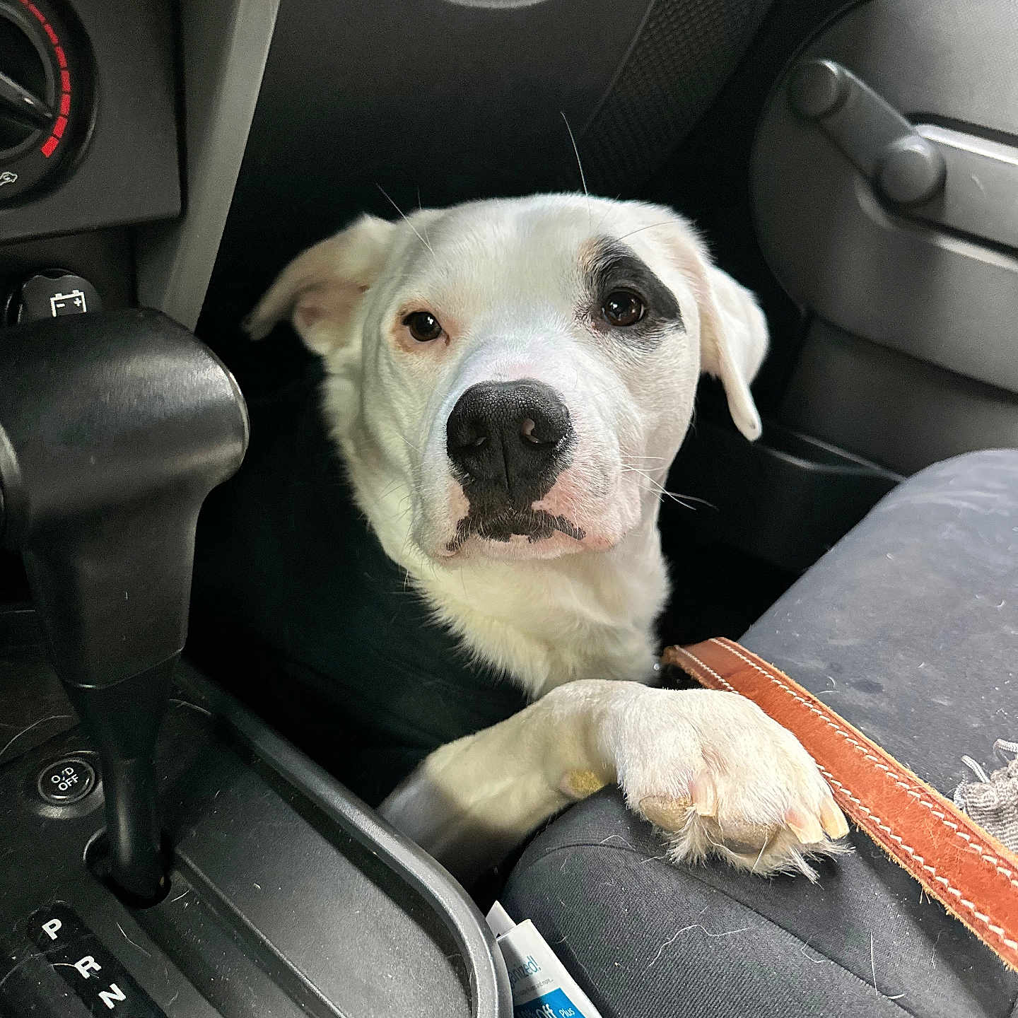 Miller Lite joined the competition — help win amazing prizes! dog, white_dog, black_patch, car_interior, gear_shift, paw, seat, leather_strap, papers, curious, pet, animal, resting, closeup, indoor, vehicle, dashboard, console, portrait, waiting