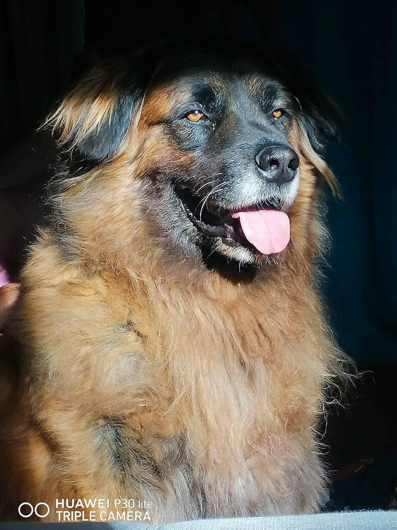 Doug a rejoint le concours — aidez-le/la à gagner de superbes lots ! ancient_dog_breeds, canidae, carnivore, companion_dog, dog, dog_breed, fang, fawn, fur, herding_dog, iris, shout, snout, sporting_group, terrestrial_animal, whiskers, wildlife, working_animal, working_dog