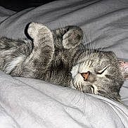 Ulk participe au concours pour gagner de l'argent avec cette photo : cat, sleeping, gray_tabby, fur, whiskers, paws, bed, blanket, cozy, nap, animal, pet, cute, relaxed, domestic_cat, feline, soft, resting, indoors, peaceful