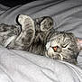 cat, sleeping, gray_tabby, fur, whiskers, paws, bed, blanket, cozy, nap, animal, pet, cute, relaxed, domestic_cat, feline, soft, resting, indoors, peaceful