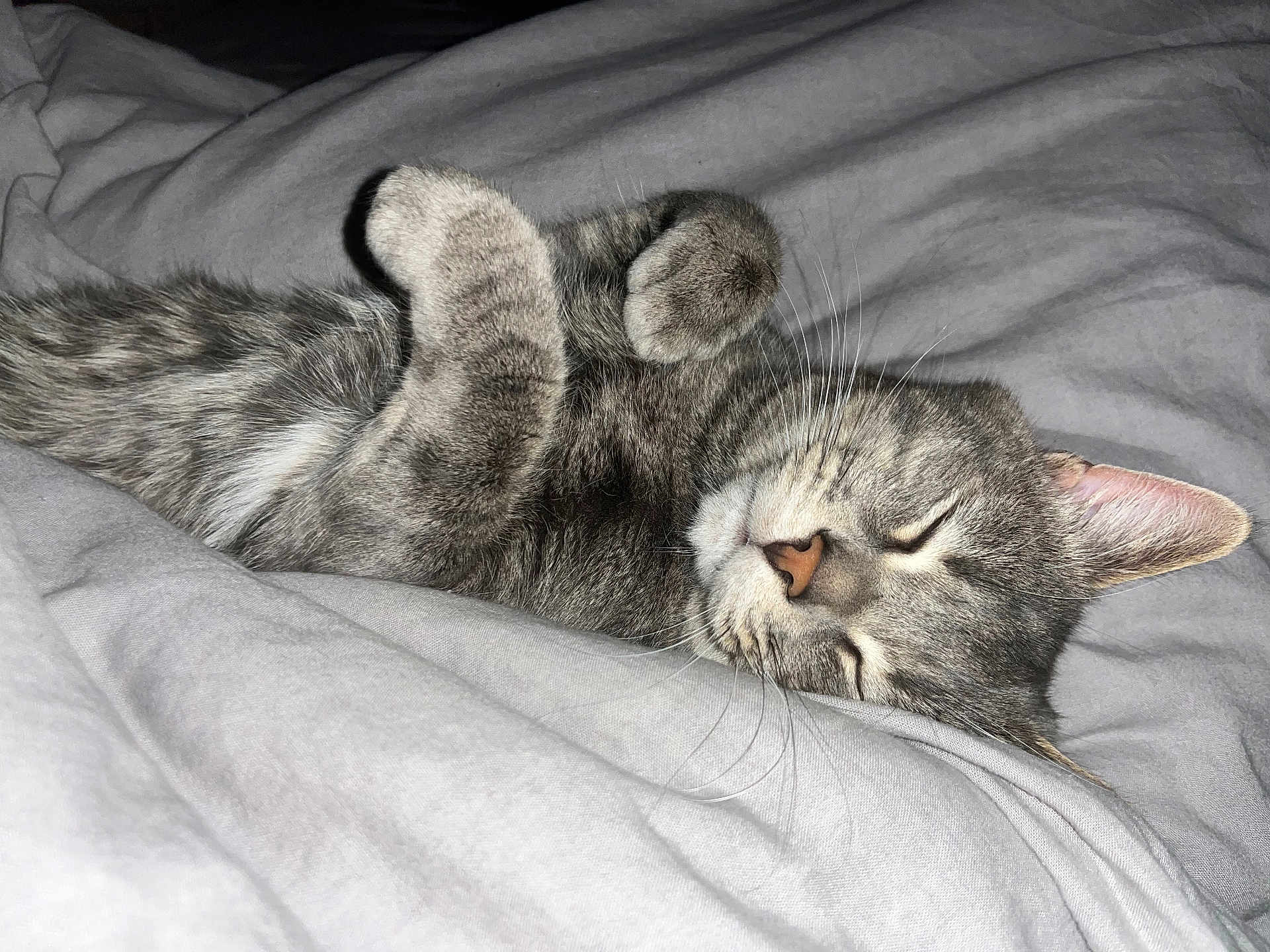 Ulk participe au concours pour gagner de l'argent avec cette photo : cat, sleeping, gray_tabby, fur, whiskers, paws, bed, blanket, cozy, nap, animal, pet, cute, relaxed, domestic_cat, feline, soft, resting, indoors, peaceful