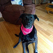 Bear joined the competition — help win amazing prizes! dog, black_dog, bandana, pet, indoor, wooden_floor, living_room, furniture, recliner, brown_sofa, curious, sitting, canine, domestic_animal, flooring, houseplant, couch, comfortable, companion, animal