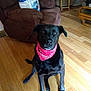 dog, black_dog, bandana, pet, indoor, wooden_floor, living_room, furniture, recliner, brown_sofa, curious, sitting, canine, domestic_animal, flooring, houseplant, couch, comfortable, companion, animal