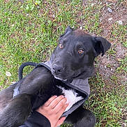 Blackie joined the competition — help win amazing prizes! dog, black_dog, white_patch, harness, grass, outdoor, hand, petting, playful, animal, canine, fur, nature, ground, person_hand, companion, friendship, loyalty, cute, relaxed