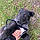 Blackie