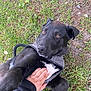 dog, black_dog, white_patch, harness, grass, outdoor, hand, petting, playful, animal, canine, fur, nature, ground, person_hand, companion, friendship, loyalty, cute, relaxed