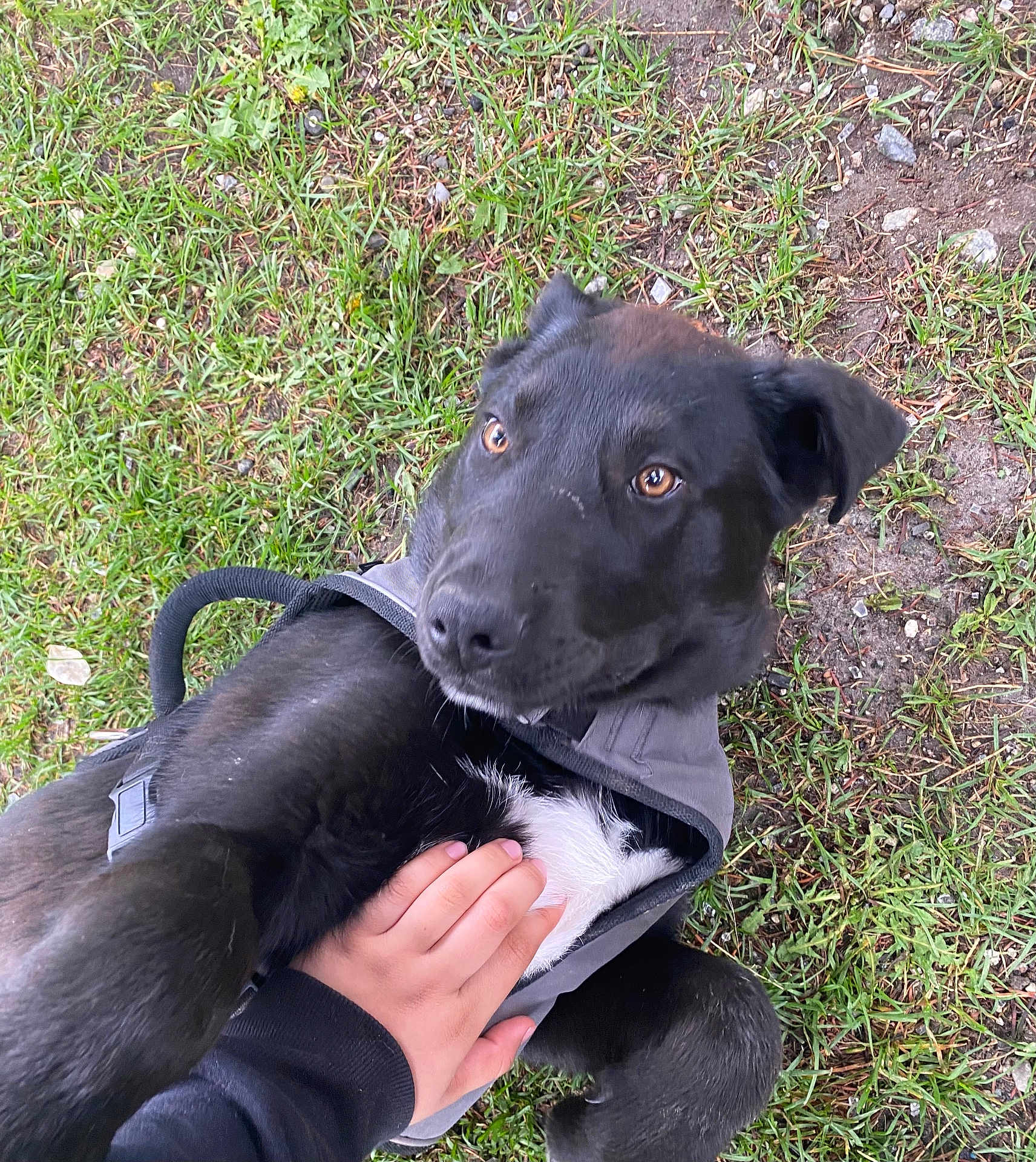 Blackie