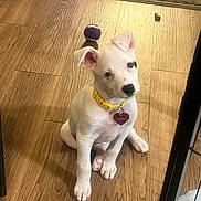 Maya joined the competition — help win amazing prizes! puppy, dog, white_dog, sitting, wooden_floor, yellow_collar, dog_tag, heart_tag, tennis_ball, toy, indoor, pet, black_spot, ears, paws, gaze, cute, close_up, hardwood_floor, young