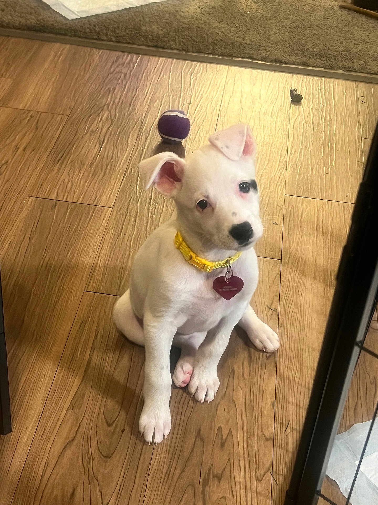 Maya joined the competition — help win amazing prizes! puppy, dog, white_dog, sitting, wooden_floor, yellow_collar, dog_tag, heart_tag, tennis_ball, toy, indoor, pet, black_spot, ears, paws, gaze, cute, close_up, hardwood_floor, young