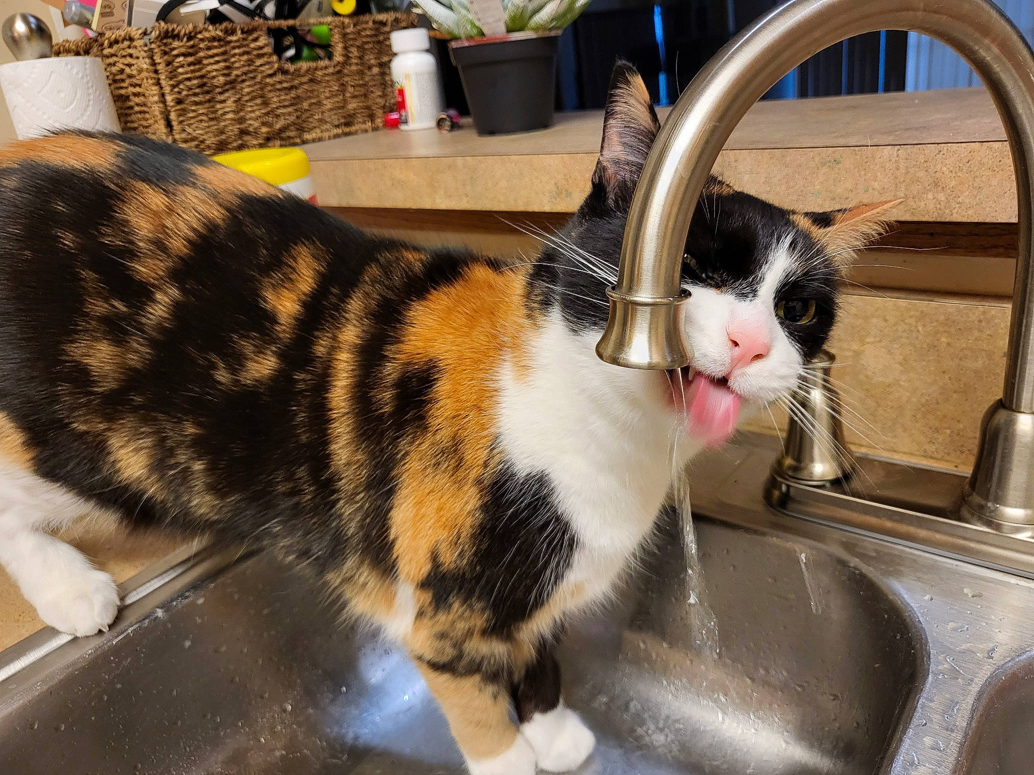 Beanie is registered to the contest to win money with this photo: carnivore, cat, comfort, domestic_short_haired_cat, felidae, fur, kitchen_sink, plumbing, plumbing_fixture, sink, sitting, small_to_medium_sized_cats, snout, tail, tap, whiskers