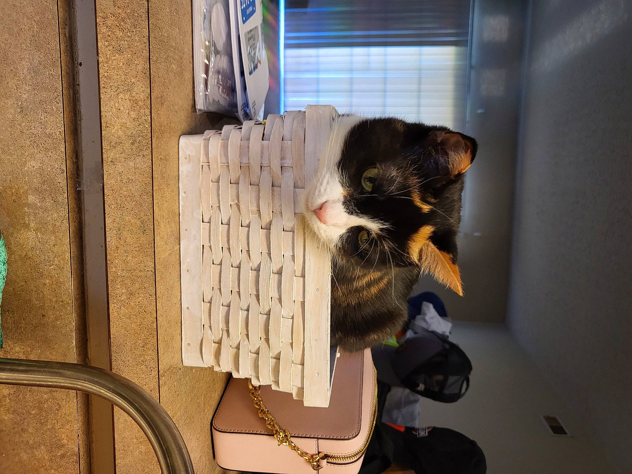 Beanie joined the competition — help win amazing prizes! building, carnivore, cat, domestic_short_haired_cat, eyewear, felidae, fur, house, room, small_to_medium_sized_cats, tail, visual_arts, whiskers, window, wood