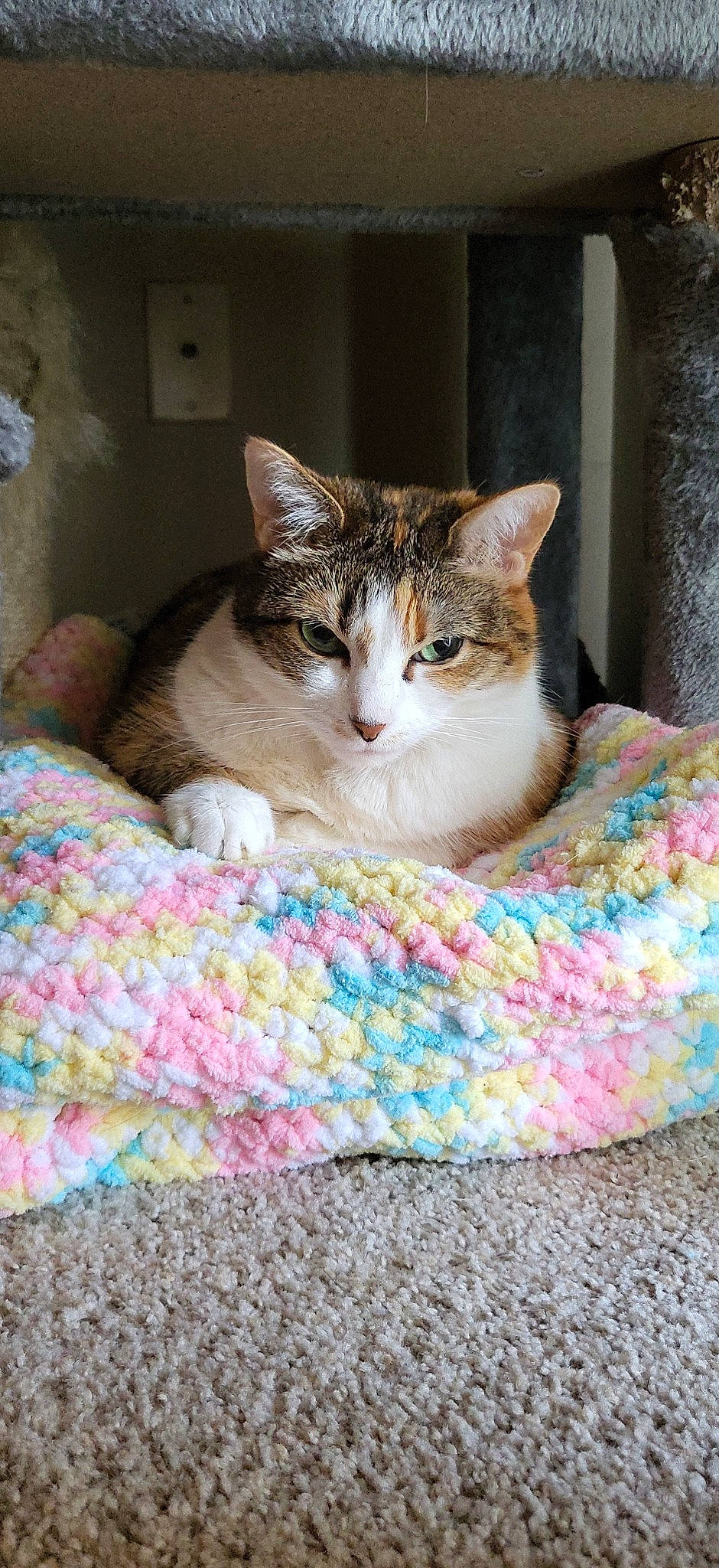 Sharon is registered to the contest to win money with this photo: bedding, carnivore, cat, cat_supply, comfort, domestic_short_haired_cat, fawn, felidae, flooring, fur, grey, linens, paw, pet_supply, sitting, small_to_medium_sized_cats, snout, tail, whiskers, wood