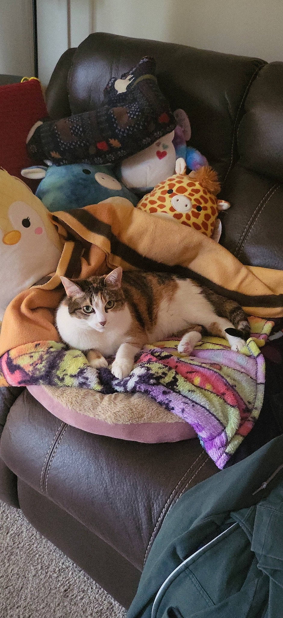 Sharon is registered to the contest to win money with this photo: bag, bed, bedding, carnivore, cat, cat_bed, cat_supply, comfort, domestic_short_haired_cat, fawn, felidae, fur, linens, luggage_and_bags, nap, room, small_to_medium_sized_cats, textile, whiskers, wood