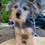 Canig participe au concours pour gagner de l'argent avec cette photo : puppy, dog, outdoor, table, yellow, fur, ears, eyes, cute, pet, animal, nature, greenery, car, parked_car, curious, fluffy, small, adorable, portrait