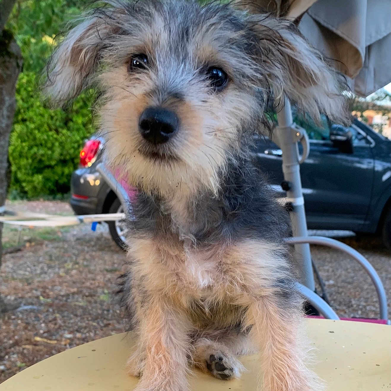 Canig participe au concours pour gagner de l'argent avec cette photo : puppy, dog, outdoor, table, yellow, fur, ears, eyes, cute, pet, animal, nature, greenery, car, parked_car, curious, fluffy, small, adorable, portrait