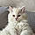 Arlo