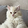 Arlo participe au concours pour gagner de l'argent avec cette photo : cat, kitten, fluffy, white_fur, pet, cute, indoor, couch, furniture, relaxed, closeup, animal, face, ears, whiskers, soft, domestic, resting, cozy, background