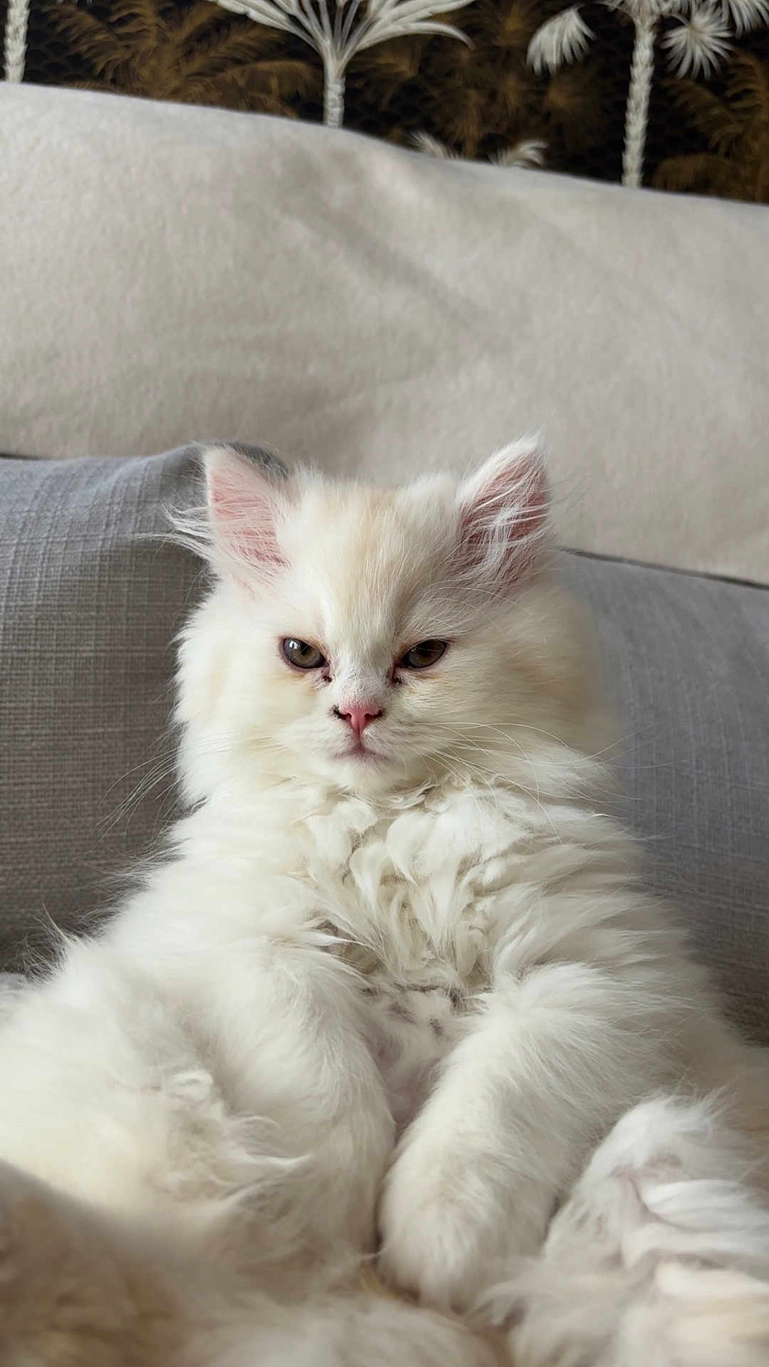 Arlo participe au concours pour gagner de l'argent avec cette photo : cat, kitten, fluffy, white_fur, pet, cute, indoor, couch, furniture, relaxed, closeup, animal, face, ears, whiskers, soft, domestic, resting, cozy, background