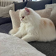 Arlo participe au concours pour gagner de l'argent avec cette photo : cat, fluffy, white_cat, cream_patches, couch, pillow, blanket, indoor, home, pet, furniture, cozy, relaxing, window, natural_light, domestic, animal, feline, soft, comfort