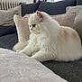 cat, fluffy, white_cat, cream_patches, couch, pillow, blanket, indoor, home, pet, furniture, cozy, relaxing, window, natural_light, domestic, animal, feline, soft, comfort