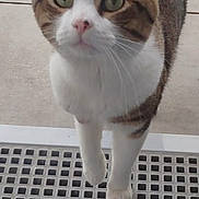 Pepito participe au concours pour gagner de l'argent avec cette photo : animal, cat, close_up, concrete_floor, curious, domestic_cat, doormat, ears, feline, front_paws, green_eyes, grid_pattern, nose, outdoor, pet, portrait, striped_fur, tabby_cat, walking, whiskers