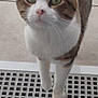 animal, cat, close_up, concrete_floor, curious, domestic_cat, doormat, ears, feline, front_paws, green_eyes, grid_pattern, nose, outdoor, pet, portrait, striped_fur, tabby_cat, walking, whiskers