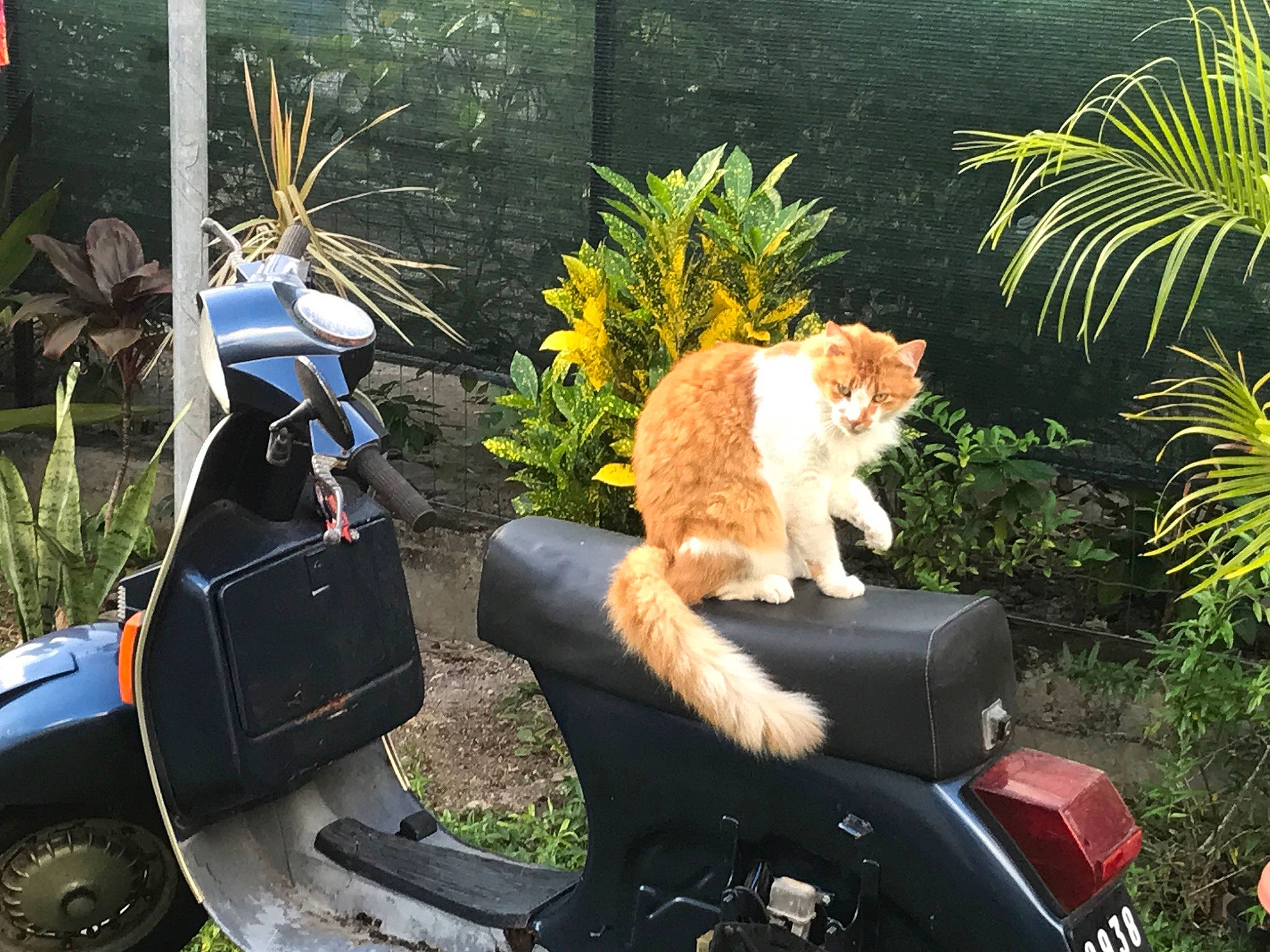 Rouki a rejoint le concours — aidez-le/la à gagner de superbes lots ! automotive_exterior, automotive_lighting, automotive_tire, carnivore, cat, fawn, felidae, fender, flowerpot, grass, lawn, motor_vehicle, outdoor_furniture, plant, sitting, small_to_medium_sized_cats, tail, tire, wheel, whiskers