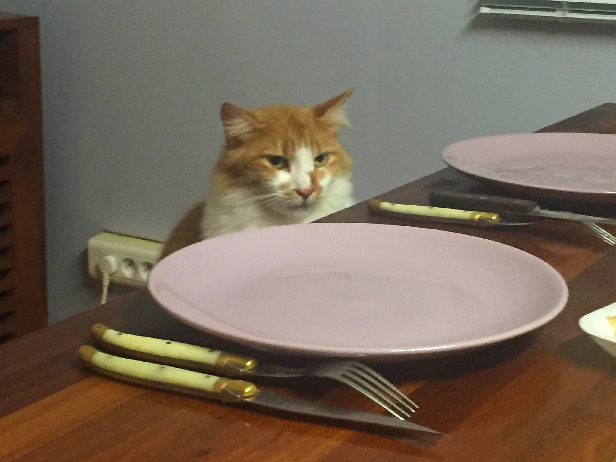 Rouki a rejoint le concours — aidez-le/la à gagner de superbes lots ! cabinetry, carnivore, cat, cat_supply, dishware, drawer, felidae, hardwood, kitchen_utensil, plate, platter, porcelain, rectangle, serveware, small_to_medium_sized_cats, table, tableware, tail, whiskers, wood