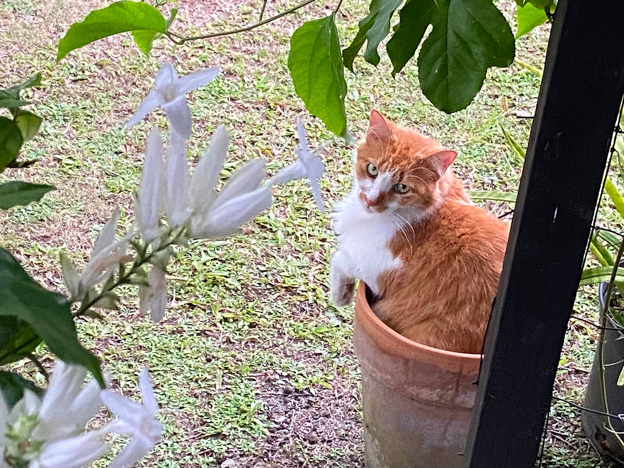 Rouki participe au concours pour gagner de l'argent avec cette photo : carnivore, cat, domestic_short_haired_cat, fawn, felidae, flowerpot, fur, grass, groundcover, houseplant, leaf, plant, sitting, small_to_medium_sized_cats, tail, terrestrial_animal, tree, trunk, whiskers, wood