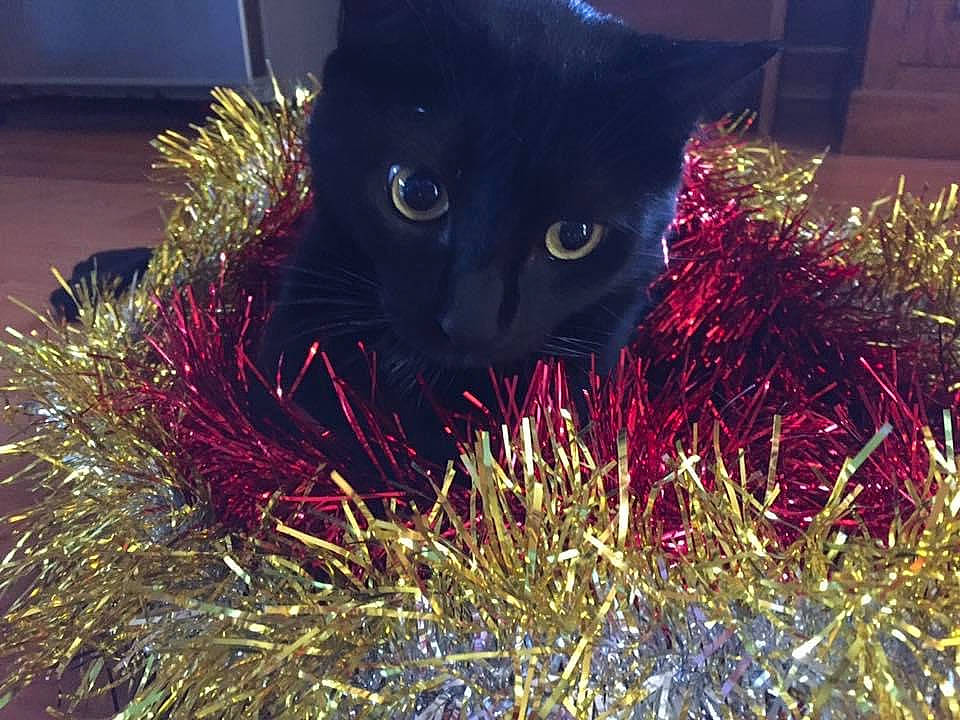 Nox a rejoint le concours — aidez-le/la à gagner de superbes lots ! annual_plant, black_cat, bombay, carnivore, cat, domestic_short_haired_cat, electric_blue, event, felidae, fur, grass, groundcover, plant, shrub, small_to_medium_sized_cats, snout, tail, terrestrial_animal, tree, whiskers