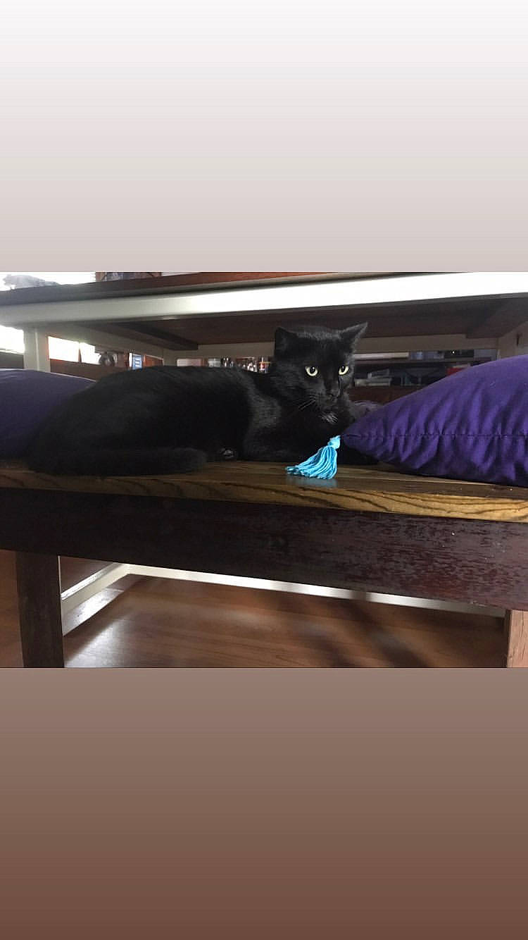 Nox participe au concours pour gagner de l'argent avec cette photo : automotive_exterior, bench, carnivore, cat, comfort, couch, felidae, flooring, fur, hardwood, horizon, magenta, pattern, rectangle, room, shade, shadow, stairs, tints_and_shades, wood