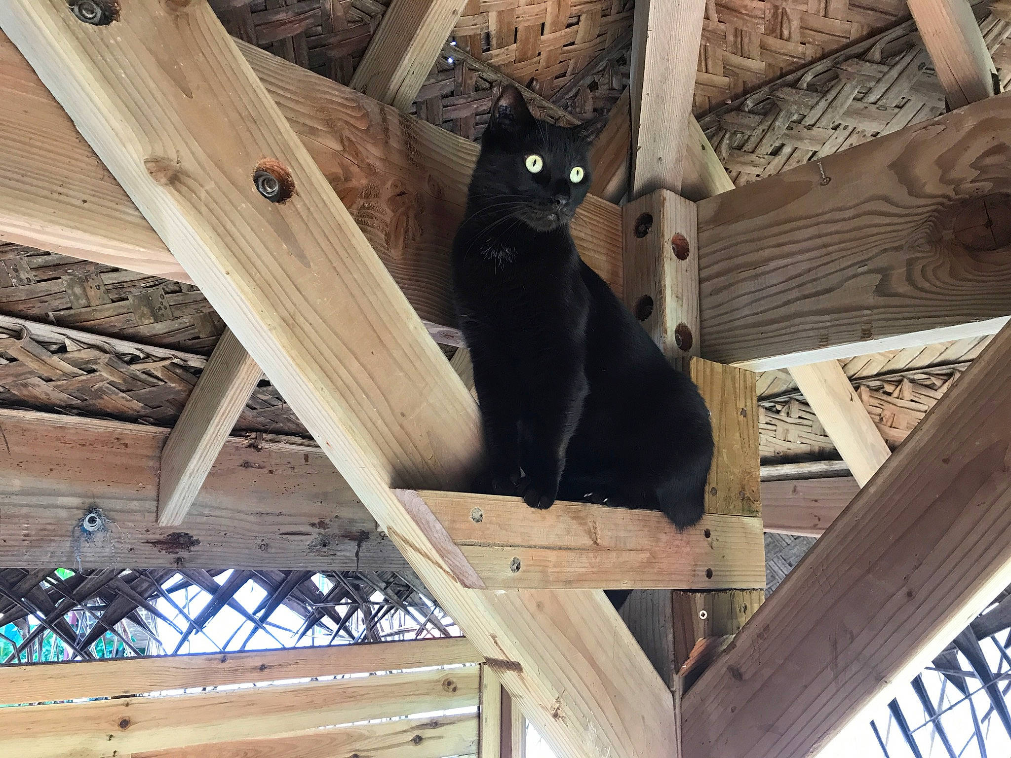 Nox a rejoint le concours — aidez-le/la à gagner de superbes lots ! beam, building_material, carnivore, cat, domestic_short_haired_cat, felidae, fur, hardwood, light, line, lumber, metal, plank, small_to_medium_sized_cats, tail, terrestrial_animal, tints_and_shades, whiskers, wood, wood_stain