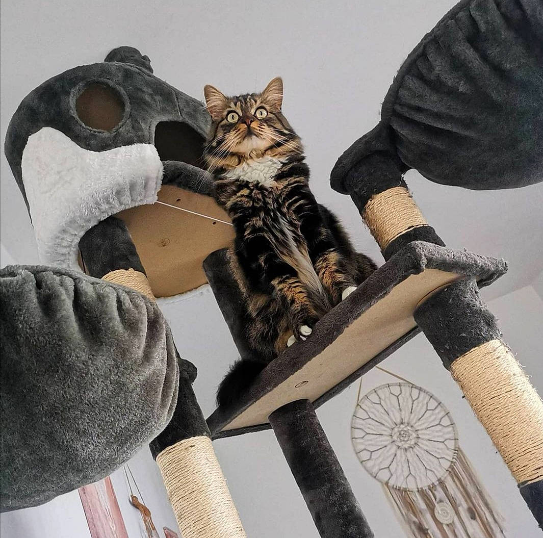 Chatouf participe au concours pour gagner de l'argent avec cette photo : art, bag, carnivore, cat, eyewear, fashion_accessory, fashion_design, felidae, fur, grey, hat, luggage_and_bags, outerwear, personal_protective_equipment, sleeve, small_to_medium_sized_cats, street_fashion, t_shirt, thigh, whiskers