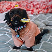 Chanel joined the competition — help win amazing prizes! animal, bed, blanket, canine, collar, cozy, cute, dog, domestic, fur, indoor, jacket, pattern, pet, playful, resting, small_dog, snack, text_overlay, toy