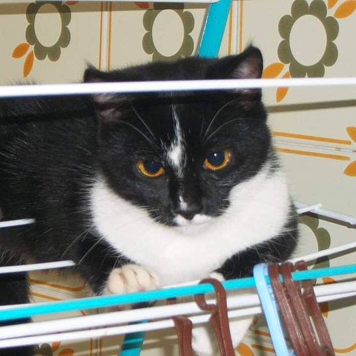 Chippie a rejoint le concours — aidez-le/la à gagner de superbes lots ! box, carnivore, cat, cat_supply, chair, domestic_short_haired_cat, electric_blue, felidae, fur, pet_supply, room, small_to_medium_sized_cats, whiskers