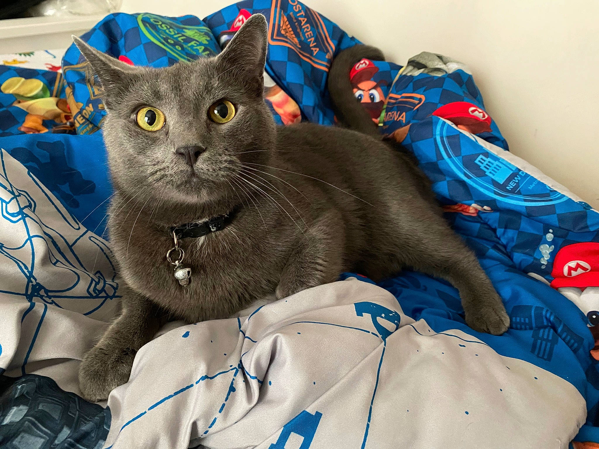 Archie is registered to the contest to win money with this photo: blue, carnivore, cat, cat_bed, cat_supply, comfort, domestic_short_haired_cat, electric_blue, felidae, fur, grey, linens, pattern, puzzle, russian_blue, small_to_medium_sized_cats, snout, terrestrial_animal, whiskers