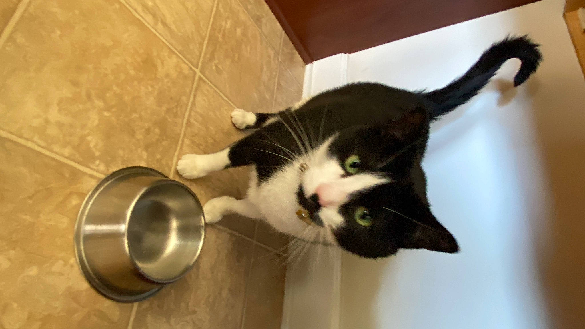 Crooks is registered to the contest to win money with this photo: black_cat, carnivore, cat, claw, domestic_short_haired_cat, felidae, floor, flooring, fur, hardwood, paw, plant, room, small_to_medium_sized_cats, snout, tail, tile_flooring, vertebrate, whiskers, wood