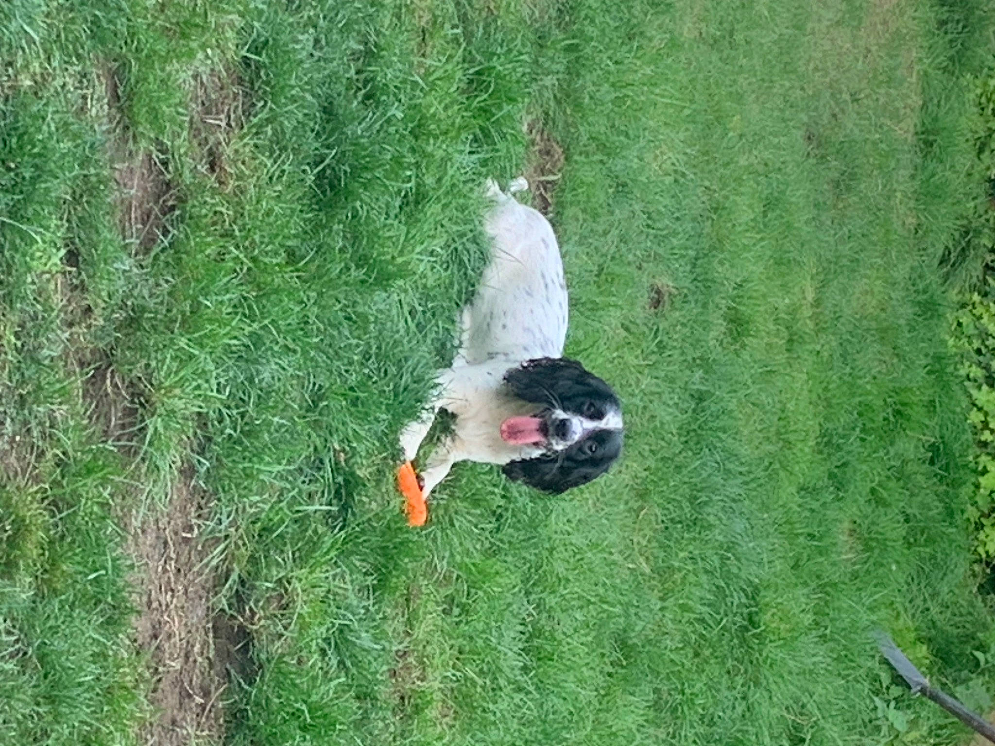 Billie is registered to the contest to win money with this photo: _geese_and_swans, beak, bird, canidae, ducks, field, grass, grass_family, grassland, groundcover, landscape, lawn, meadow, pasture, plant, shrub, sporting_group, tail, tree, water_bird