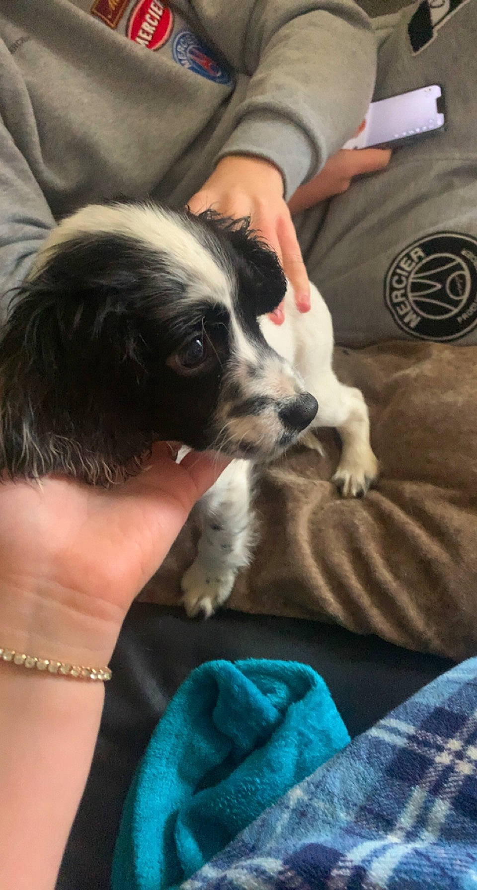 Billie is registered to the contest to win money with this photo: bored, bracelet, canidae, carnivore, comfort, companion_dog, dog, dog_breed, ear, flesh, fur, jewellery, nail, non_sporting_group, puppy, puppy_love, snout, sporting_group, working_animal