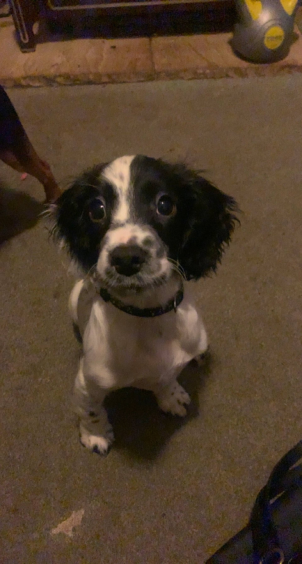 Billie is registered to the contest to win money with this photo: canidae, carnivore, companion_dog, dog, dog_breed, dog_collar, fur, gun_dog, non_sporting_group, puppy, snout, spaniel, sporting_group, terrestrial_animal, toy_dog, whiskers, working_animal, working_dog