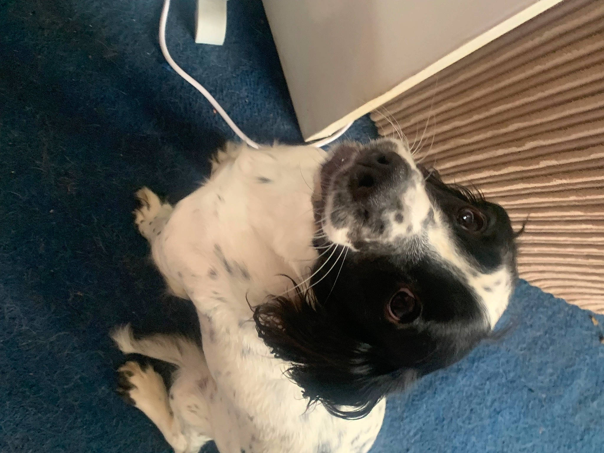 Billie joined the competition — help win amazing prizes! canidae, carnivore, collar, companion_dog, dog, dog_breed, ear, fawn, fur, non_sporting_group, paw, pet_supply, puppy, sporting_group, tail, terrestrial_animal, whiskers, wood, working_animal