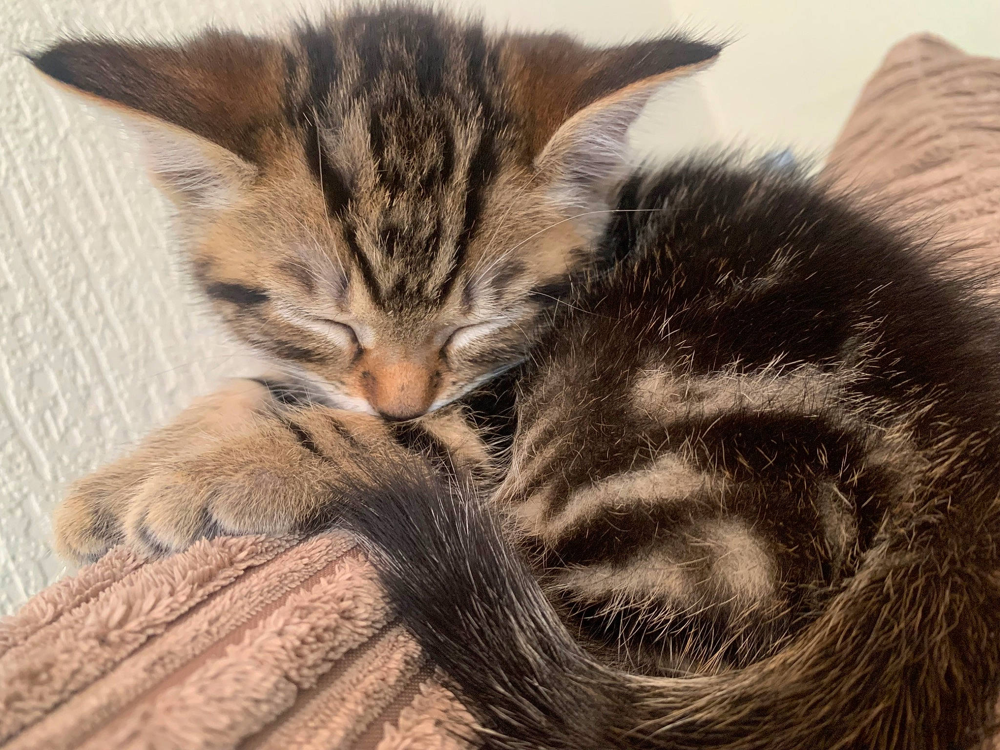 Derick joined the competition — help win amazing prizes! carnivore, cat, claw, close_up, comfort, domestic_short_haired_cat, felidae, fur, nap, paw, sleep, small_to_medium_sized_cats, snout, tail, terrestrial_animal, whiskers, wildlife, wood