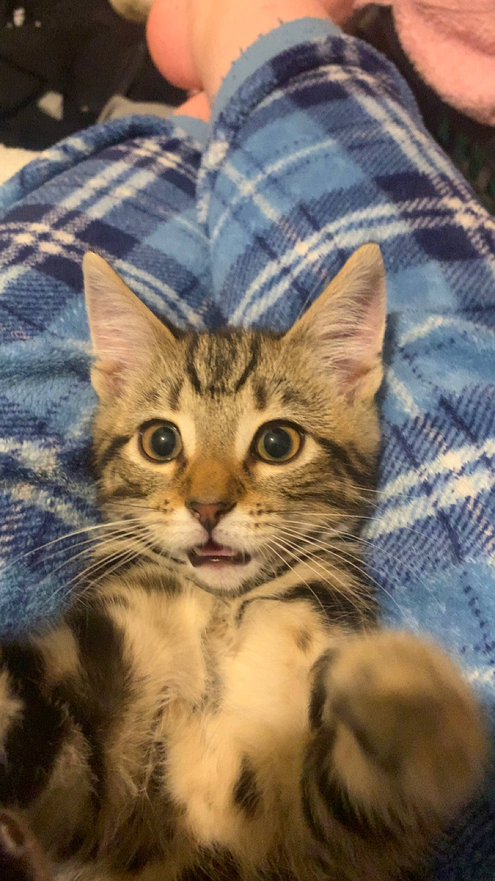 Derick joined the competition — help win amazing prizes! carnivore, cat, claw, comfort, denim, domestic_short_haired_cat, eye, fawn, felidae, fur, gesture, pattern, paw, plaid, sleeve, small_to_medium_sized_cats, snout, terrestrial_animal, whiskers, wildlife