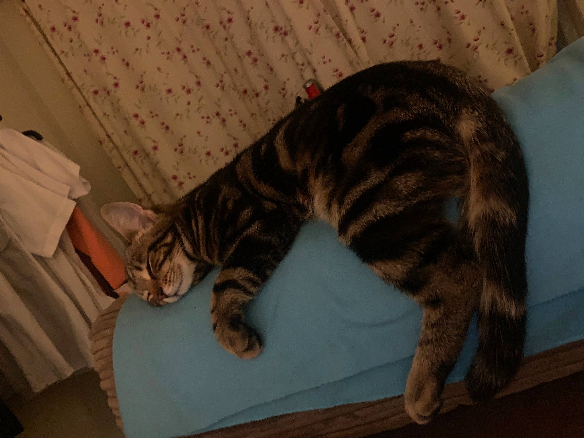 Derick joined the competition — help win amazing prizes! big_cats, carnivore, cat, claw, comfort, domestic_short_haired_cat, fawn, felidae, fur, nap, paw, small_to_medium_sized_cats, tail, terrestrial_animal, whiskers, wildlife, wood