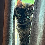 Kiki joined the competition — help win amazing prizes! animal, background_blur, cat, close_up, curious, curtains, domestic_cat, face, feline, fur, green_eyes, indoor, looking, natural_light, peeking, pet, portrait, soft_texture, whiskers, window